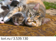Кормящая кошка обнимает котенка. Стоковое фото, фотограф Pukhov K / Фотобанк Лори