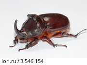 Самец жука носорога (Oryctes nasicornis) на белом фоне. Стоковое фото, фотограф Виталий Гулай / Фотобанк Лори