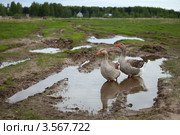 Гуси идут по луже. Стоковое фото, фотограф Ольга Денисова / Фотобанк Лори