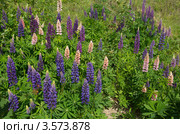 Разноцветные люпины (Lupinus) Стоковое фото, фотограф Елена Коромыслова / Фотобанк Лори