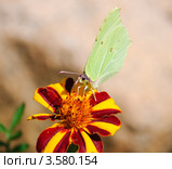 Лимонница (или крушинница) - Gonepteryx rhamni на цветке бархатца (tagetes) Стоковое фото, фотограф Алёшина Оксана / Фотобанк Лори