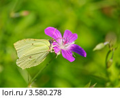 Лимонница (или крушинница) - Gonepteryx rhamni на цветке герани лесной (Geranium sylvaticum) Стоковое фото, фотограф Алёшина Оксана / Фотобанк Лори
