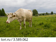 Корова на лугу. Стоковое фото, фотограф Валерий Пчелинцев / Фотобанк Лори