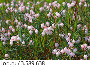 Подбел многолистный — Andromeda polifolia L. Стоковое фото, фотограф Григорий Писоцкий / Фотобанк Лори