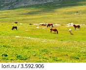 Лошади на лугу, Алтай, Сибирь, Россия. Стоковое фото, фотограф Анна Мартынова / Фотобанк Лори