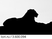 Силуэт льва. Кения (2012 год). Стоковое фото, фотограф E. O. / Фотобанк Лори