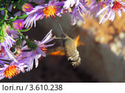 Бражник, Языкан обыкновенный (Macroglossum stellatarum) собирает нектар в полете. (Малая глубина резкости) Стоковое фото, фотограф Алёшина Оксана / Фотобанк Лори