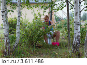 Сбор спелого крыжовника на дачном участке. Стоковое фото, фотограф Юрий Синицын / Фотобанк Лори