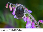 Бронзовка вонючая (Oxythyrea funesta) кормится на соцветии. Стоковое фото, фотограф Иван Сазыкин / Фотобанк Лори