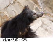 Медведь губач. Стоковое фото, фотограф Миленин Константин / Фотобанк Лори