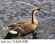 Водоплавающий гусь. Стоковое фото, фотограф Миленин Константин / Фотобанк Лори