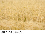 Зрелые желтые колосья на поле. Стоковое фото, фотограф Котульский Валерий Николаевич / Фотобанк Лори