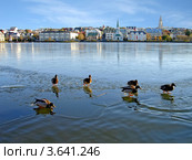 Утки в Рейкъявике (2006 год). Стоковое фото, фотограф Павел С. / Фотобанк Лори