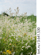 Катран (Crambe) на лугу. Стоковое фото, фотограф Короленко Елена / Фотобанк Лори