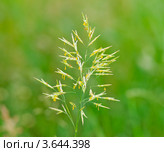 Овсяница луговая ( Festuca pratensis) Стоковое фото, фотограф Алёшина Оксана / Фотобанк Лори