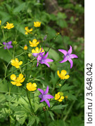 Желтые и фиолетовые лесные цветы (Колокольчик раскидистый, Campanula patula L., Ветреница лютиковая - Анемоноидес лютиковый,Anemonoides ranunculoides (L.) Holub ) Стоковое фото, фотограф Щеголева Ольга / Фотобанк Лори