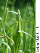 Тимофеевка луговая (Phleum pratense), соцветие. Стоковое фото, фотограф Щеголева Ольга / Фотобанк Лори