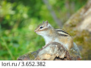 Сибирский бурундук, Азиатский бурундук (Tamias sibiricus) Стоковое фото, фотограф Некрасов Андрей / Фотобанк Лори