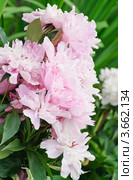 Пион лекарственный розовый (Paeonia officinalis) Стоковое фото, фотограф Алёшина Оксана / Фотобанк Лори