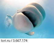 Кит белуха  - Delphinapterus leucas. Стоковое фото, фотограф Некрасов Андрей / Фотобанк Лори