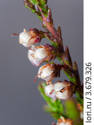 Цветы вереска, Лат. Calluna vulgaris. Стоковое фото, фотограф Виталий Веревкин / Фотобанк Лори