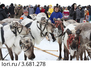 Праздник охотников и оленеводов (2011 год). Редакционное фото, фотограф Бордачёва Светлана / Фотобанк Лори