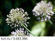 Цветы лука Allium nutans. Стоковое фото, фотограф Дудакова / Фотобанк Лори