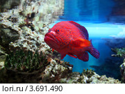 Групер красный коралловый (Cephalopholis miniata, Coral hind, Red coral grouper, Coral trout, Coral rock cod)) Стоковое фото, фотограф Щеголева Ольга / Фотобанк Лори