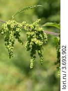 Крапива двудомная, соцветия (Urtica dioica L.) Стоковое фото, фотограф Щеголева Ольга / Фотобанк Лори