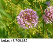 Забайкалье, цветёт дикий лук мангыр - лук стареющий Allium senescens L. Стоковое фото, фотограф Валерий Лаврушин / Фотобанк Лори