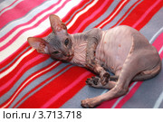 Котенок донского сфинкса. Стоковое фото, фотограф Ольга Лободюк / Фотобанк Лори