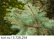 Лапа голубой ели (Picea pungens) Стоковое фото, фотограф Алёшина Оксана / Фотобанк Лори