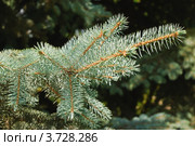 Лапа голубой ели (Picea pungens) Стоковое фото, фотограф Алёшина Оксана / Фотобанк Лори