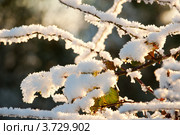 Зимняя ветка подсвеченная солнцем. Стоковое фото, фотограф Татьяна Кахилл / Фотобанк Лори