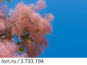 Скумпия Коггигрия (париковое дерево,Cotinus coggygria Scop.) Стоковое фото, фотограф Макарова Елена / Фотобанк Лори