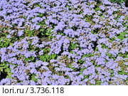 Голубой коврик Агератума (Ageratum) Стоковое фото, фотограф lana1501 / Фотобанк Лори