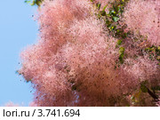 Скумпия Коггигрия (париковое дерево,Cotinus coggygria Scop.) Стоковое фото, фотограф Макарова Елена / Фотобанк Лори