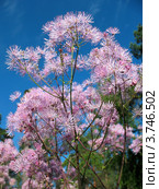 Василистник (Thalictrum aquilegifolium), семейство Лютиковые, на фоне голубого неба. Стоковое фото, фотограф Заноза-Ру / Фотобанк Лори