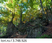 Осенний буковый лес. Стоковое фото, фотограф Юрий Брыкайло / Фотобанк Лори