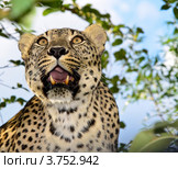 Леопард. Ялтинский зоопарк. Стоковое фото, фотограф Несинов Олег / Фотобанк Лори