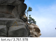 Молодая сосна на скалах. Аракульские шиханы. Стоковое фото, фотограф Анна Омельченко / Фотобанк Лори