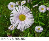 Астра ромашковидная (Aster amelloides ) Стоковое фото, фотограф lana1501 / Фотобанк Лори