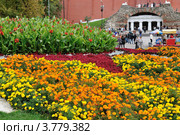 Клумбы в Александровском саду (2011 год). Редакционное фото, фотограф Alexei Tavix / Фотобанк Лори