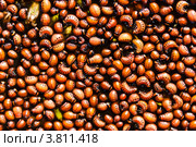 Личинки картофельного колорадского жука (Leptinotarsa ​​decemlineata) Стоковое фото, фотограф Максим Голубев / Фотобанк Лори