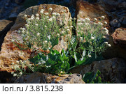 Катран Коктебельский / Crambe Koktebelica. Стоковое фото, фотограф Игорь Архипов / Фотобанк Лори