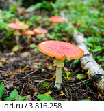 Мухоморы в лесу. Стоковое фото, фотограф Игорь Низов / Фотобанк Лори