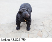 Уссурийский белогрудый (гималайский) медведь. Стоковое фото, фотограф Кекяляйнен Андрей / Фотобанк Лори