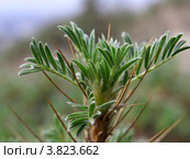 Астрагал Колючковый / Astragalus Arnacantha. Стоковое фото, фотограф Игорь Архипов / Фотобанк Лори