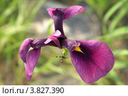 Касатик (Ирис) мечевидный ( Iris ensata ( I. kaempferi Siebold ex Lem.)), цветет летом в Корее. Стоковое фото, фотограф Ольга Липунова / Фотобанк Лори