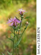 Василек луговой (Centaurea jacea L.) Стоковое фото, фотограф Щеголева Ольга / Фотобанк Лори